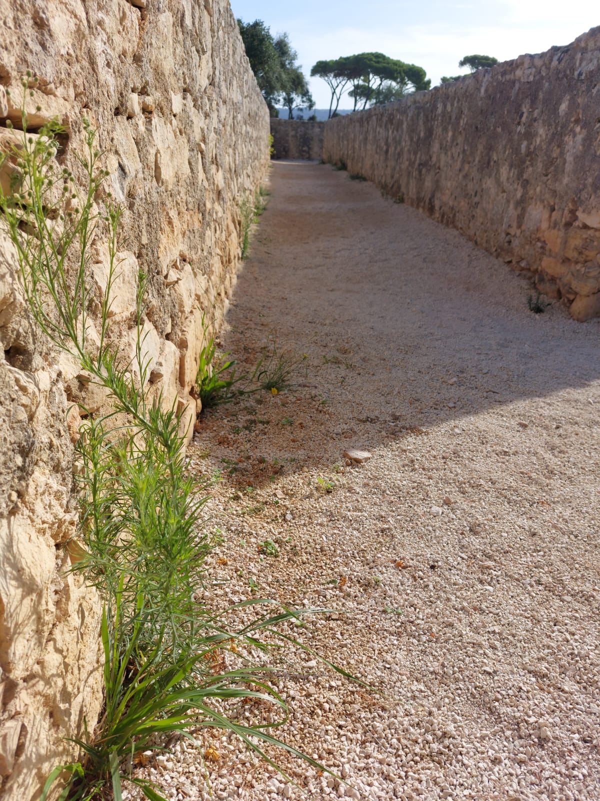 Inizio scerbatura e pulizia nel labirinto. Parco Donnafugata