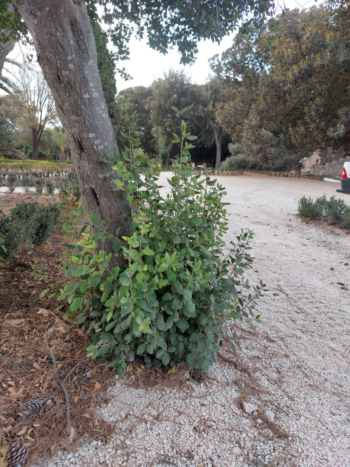 Spollonatura basale vari alberi zona ingresso torre e Scerbatura vialetti castello Donnafugata