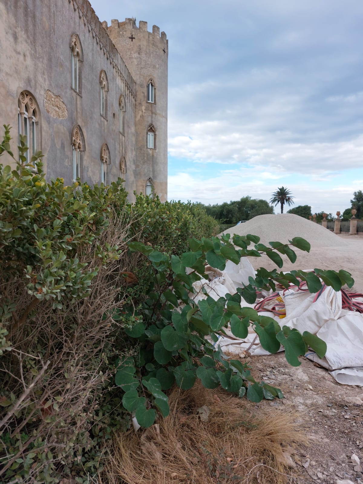 Rimozione infestanti siepe di bosso e Pulizia e rimozione infestanti siepi di rosmarino Castello di Donnafugata