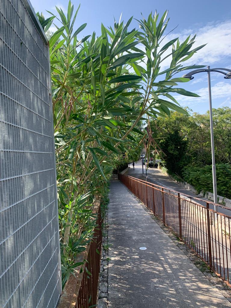 Taglio degli oleandri nell’accesso lato parcheggio del giardino ibleo scerbatura della villetta del Nettuno taglio del rampicante e raccolta delle fogliev E pulizia del tronco delle cicas