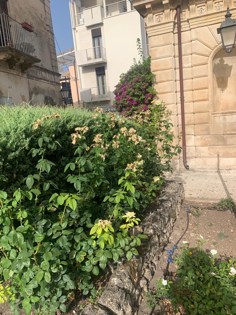 Sbocciolatura delle rose taglio del prato raccolta degli aghi e rabbocco acqua per irrigazione del Giardino Ibleo