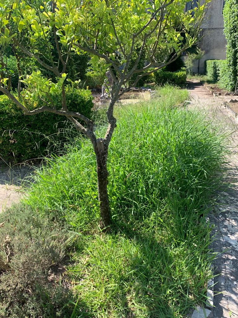 Scerbatura della villetta del Nettuno e raccolta delle foglie al giardino ibleo