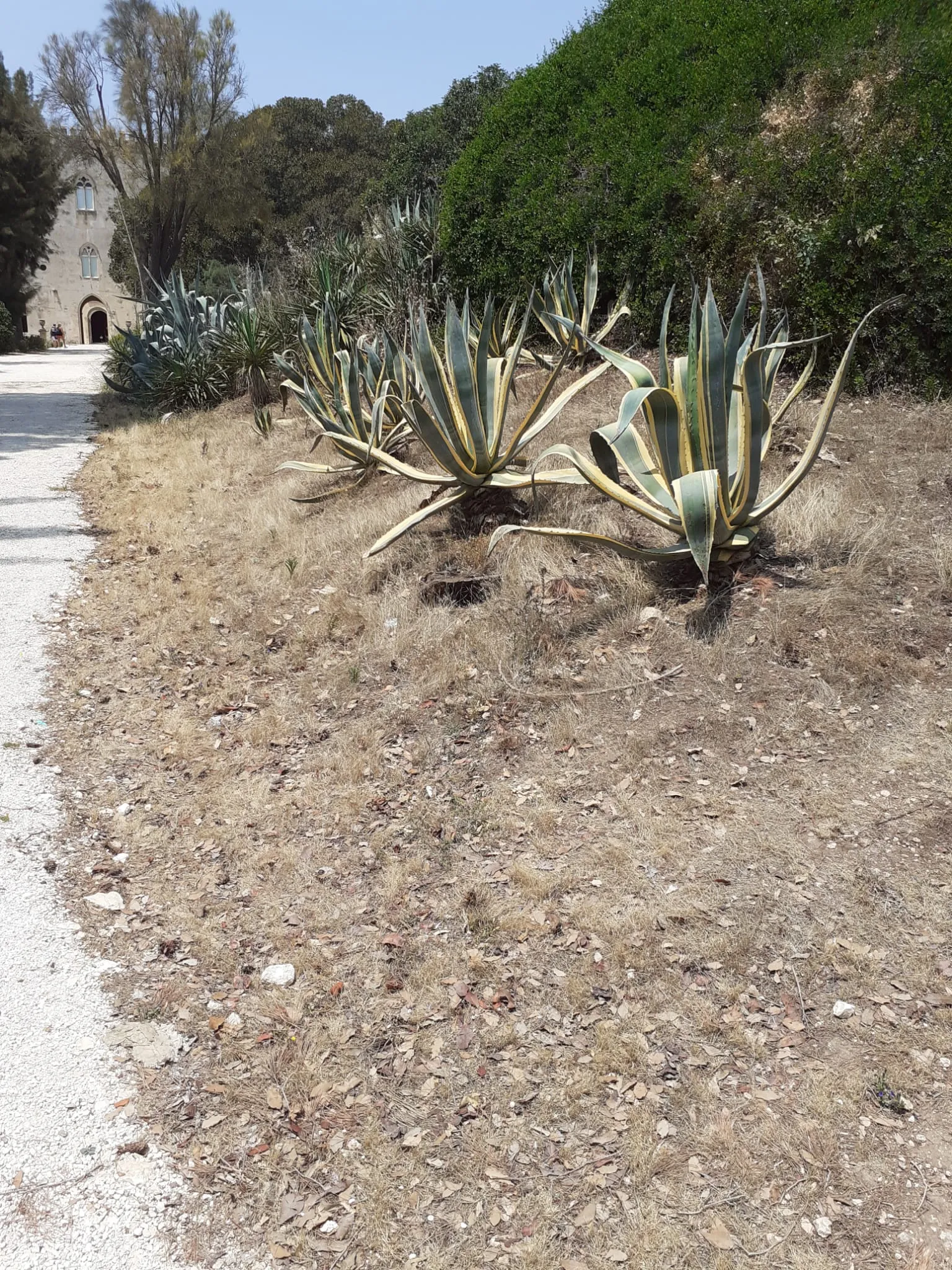 Scerbatura,pulizia e potatura agavi nella collina del tempietto.parco donnafugata