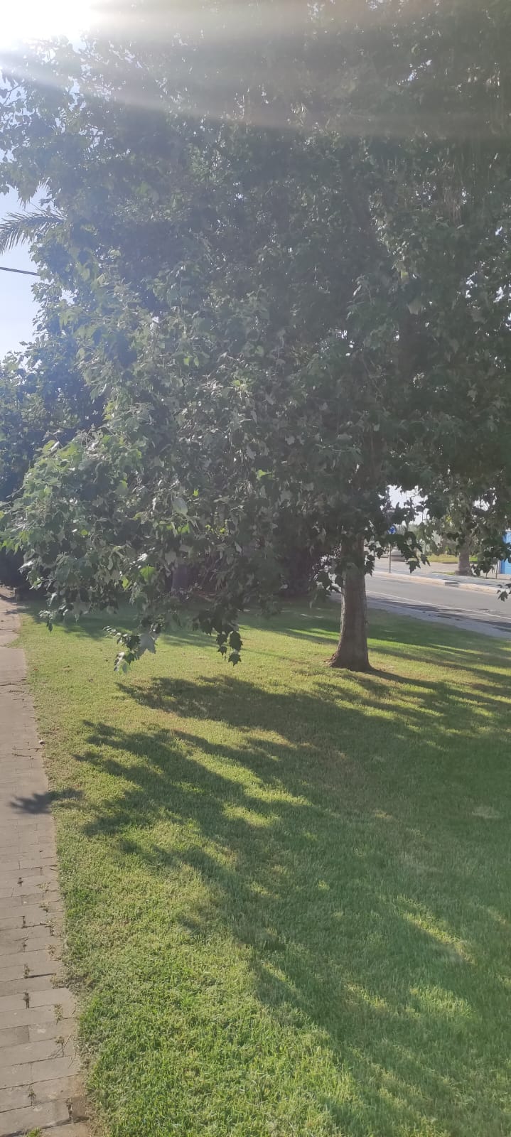 Sistemazione albero lungomare A. Doria Marina di Ragusa