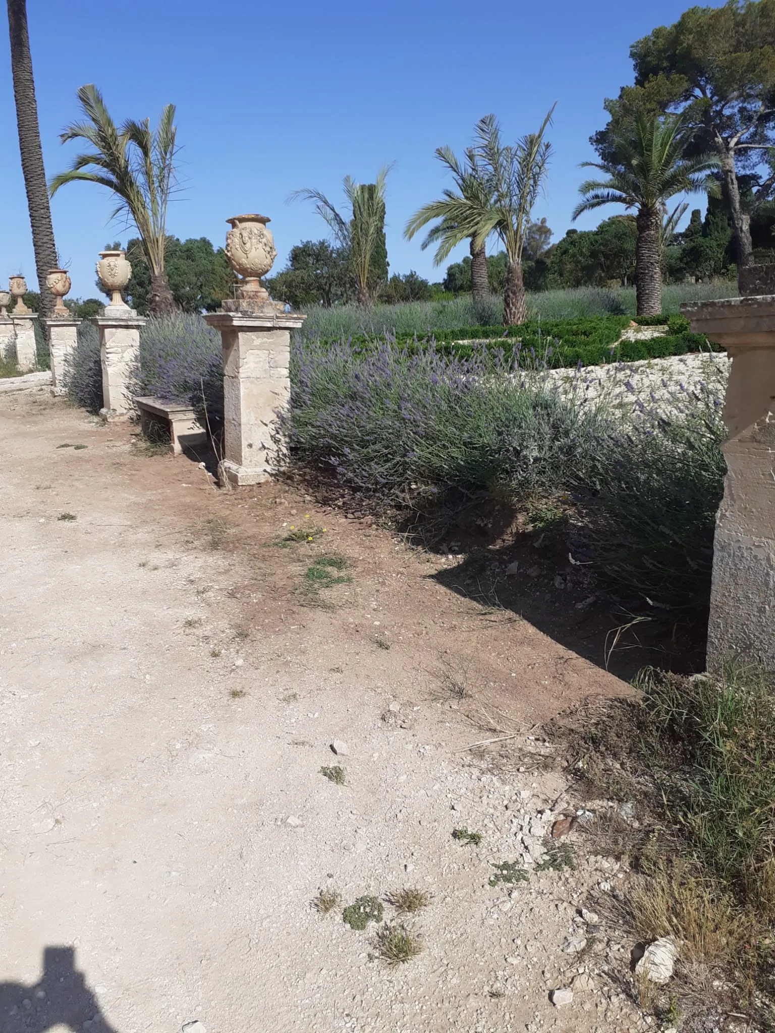 Scerbatura sottostante e rifilatura della lavanda 