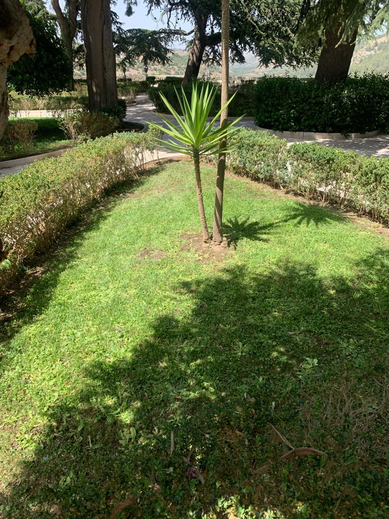 Taglio del prato e raccolta delle foglie Giardino Ibleo