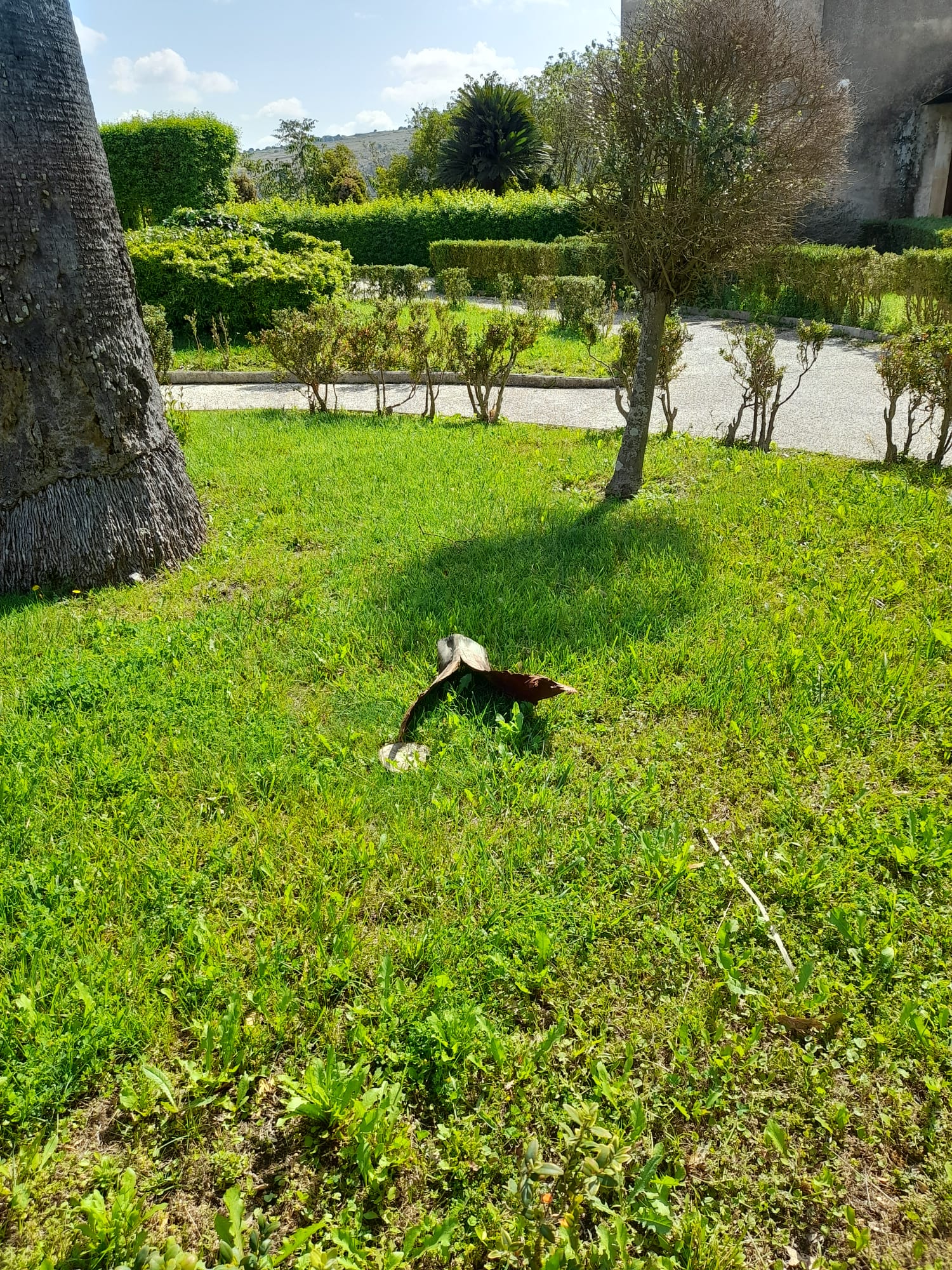 Tosatura prato Giardino Ibleo