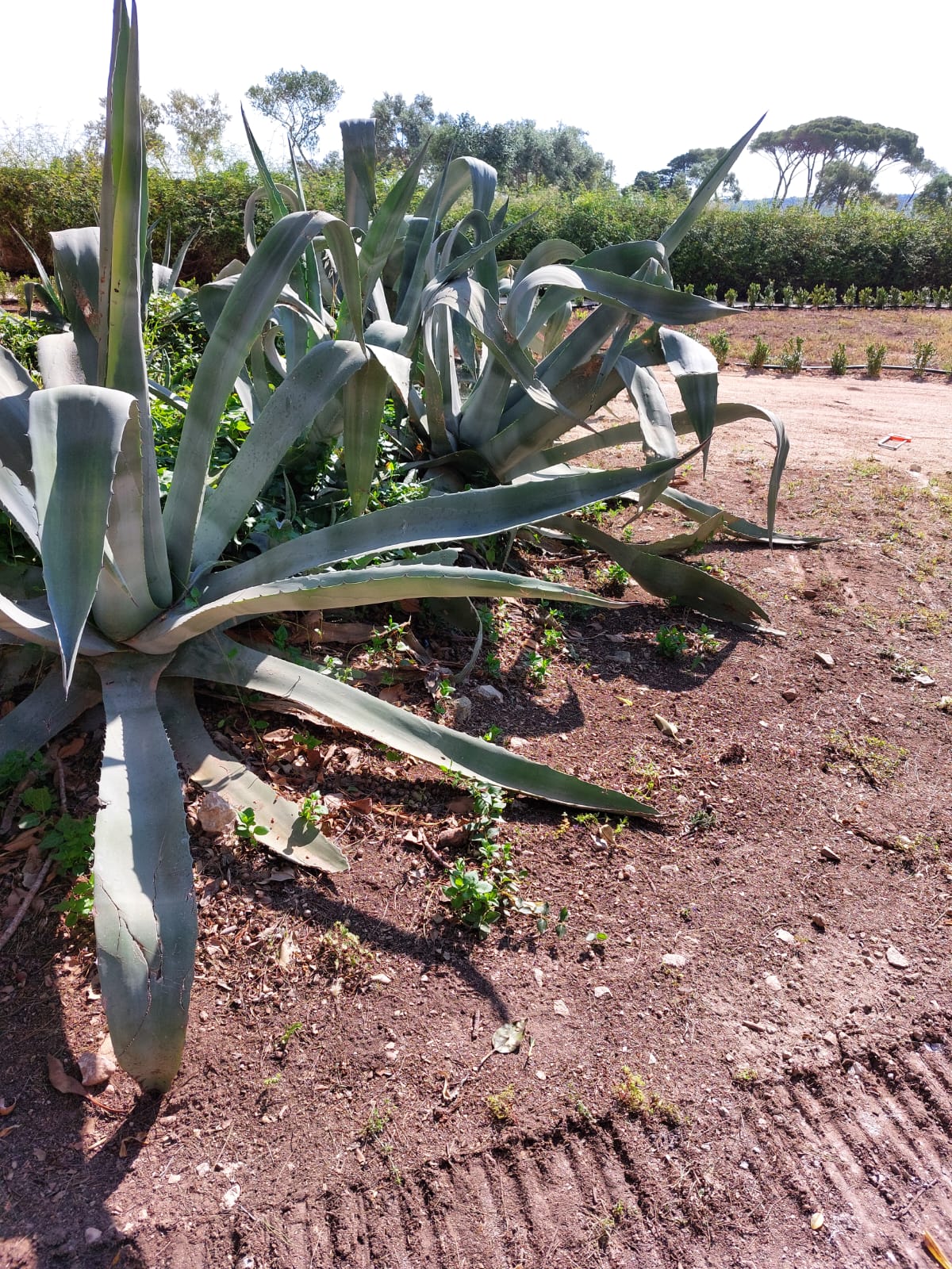 Potatura agave per messa in opera del misto