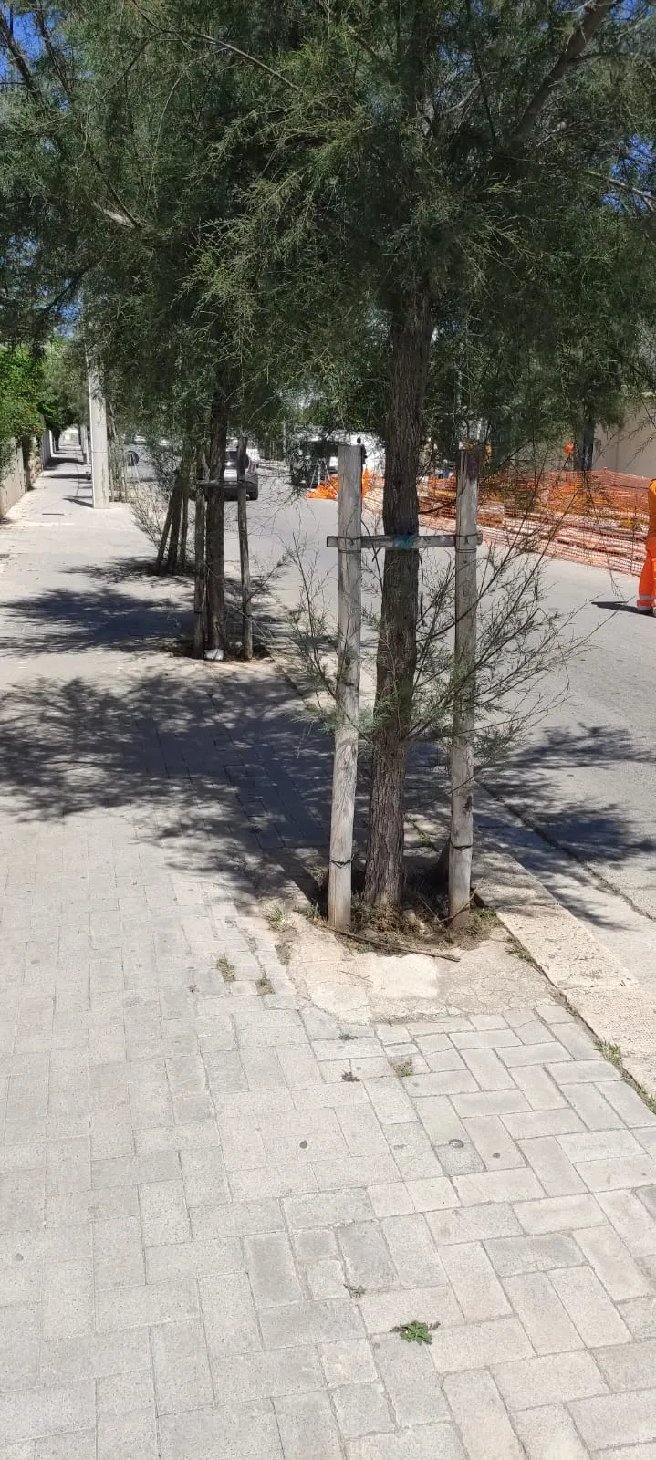 Inizio spollonatura alberi via B Brin Marina di Ragusa