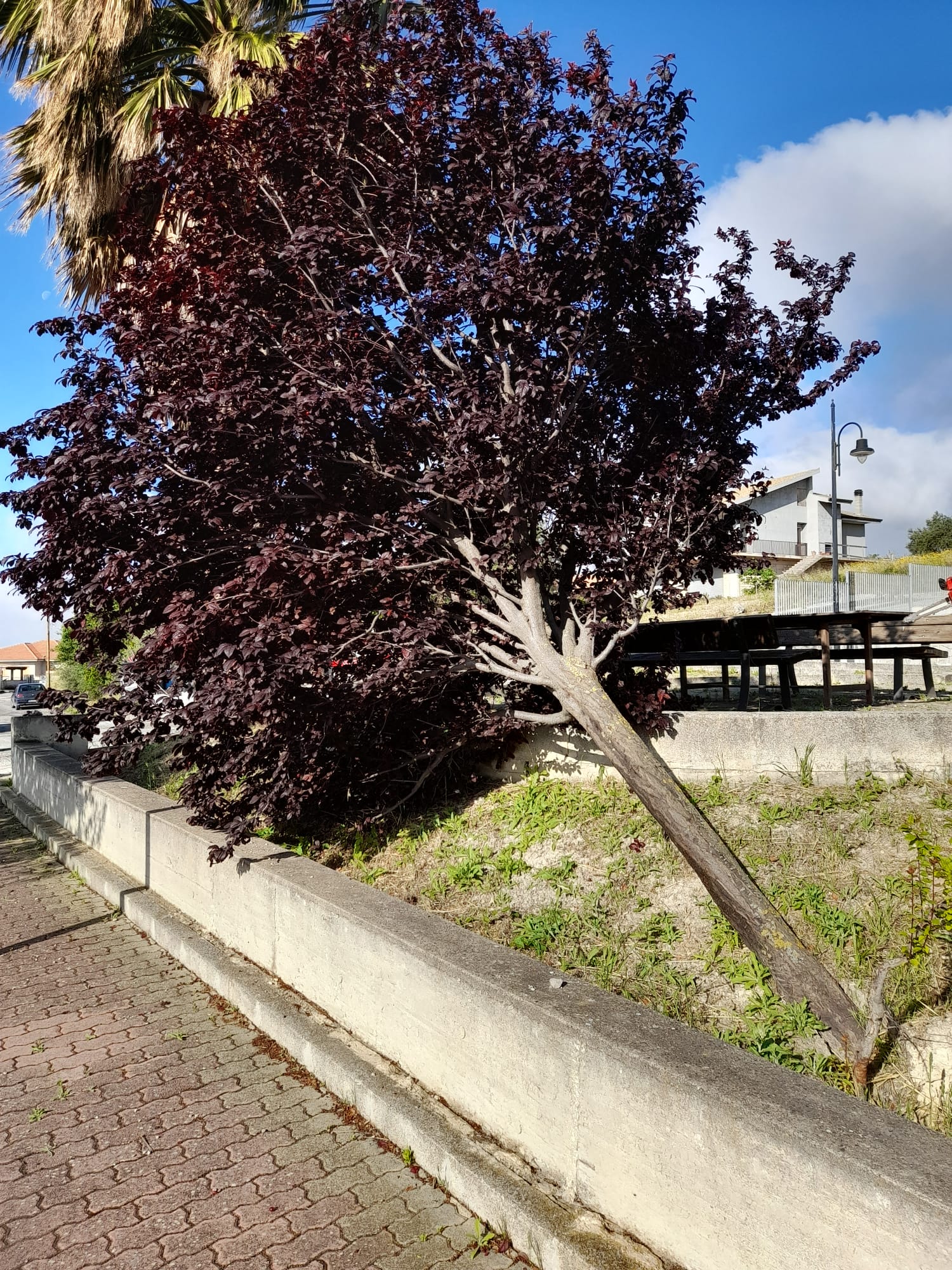 Taglio e rimozione materiale albero caduto in piazzetta San Giacomo