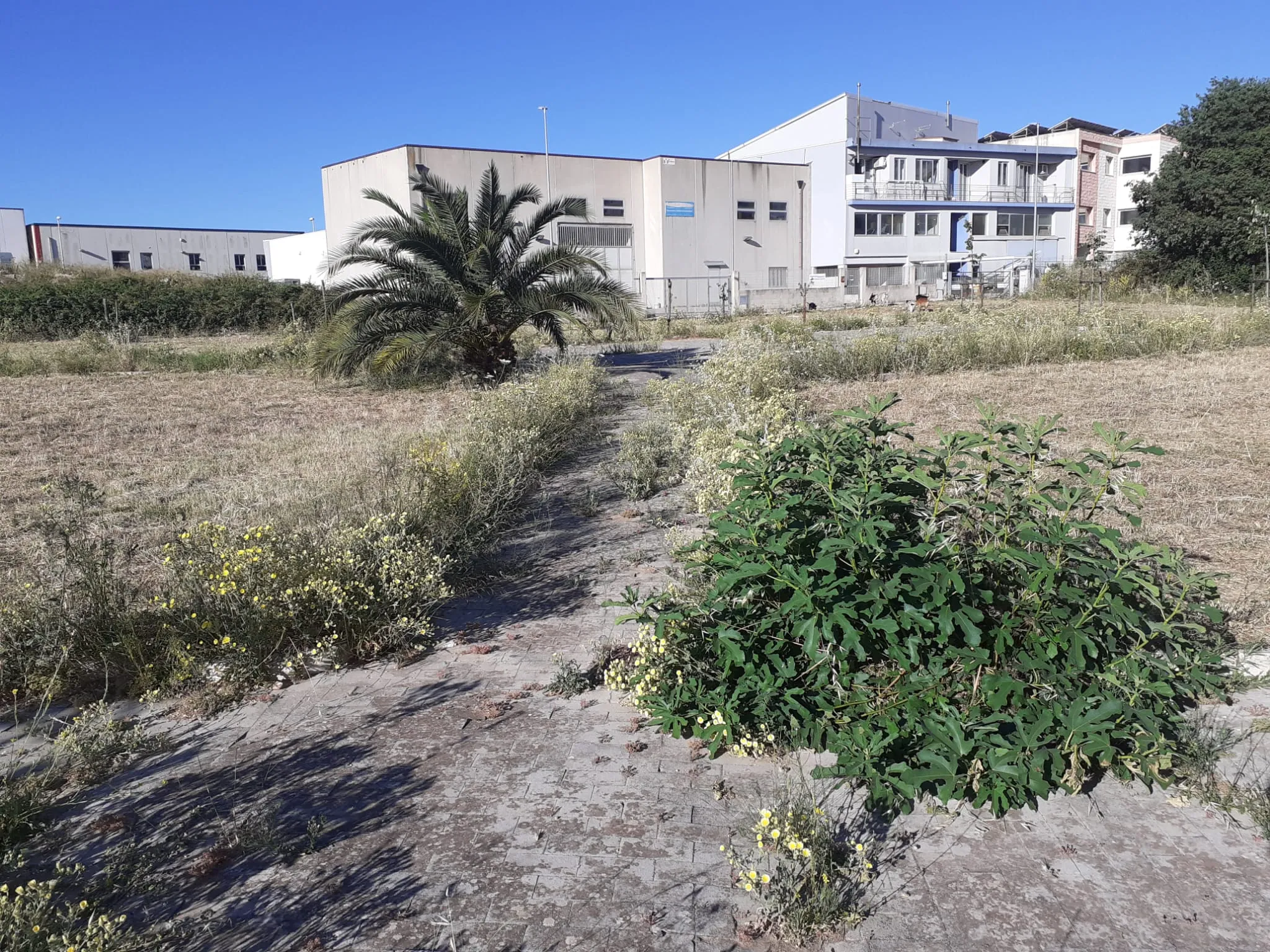 Aree di via cupoletti e area dietro conad sallemi