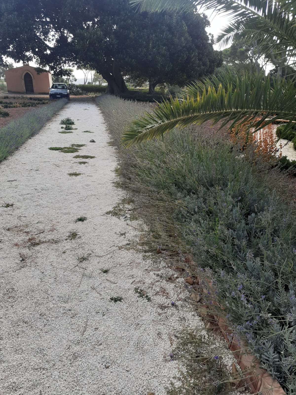 Sagomatura della lavanda del parterre. Parco Donnafugata.