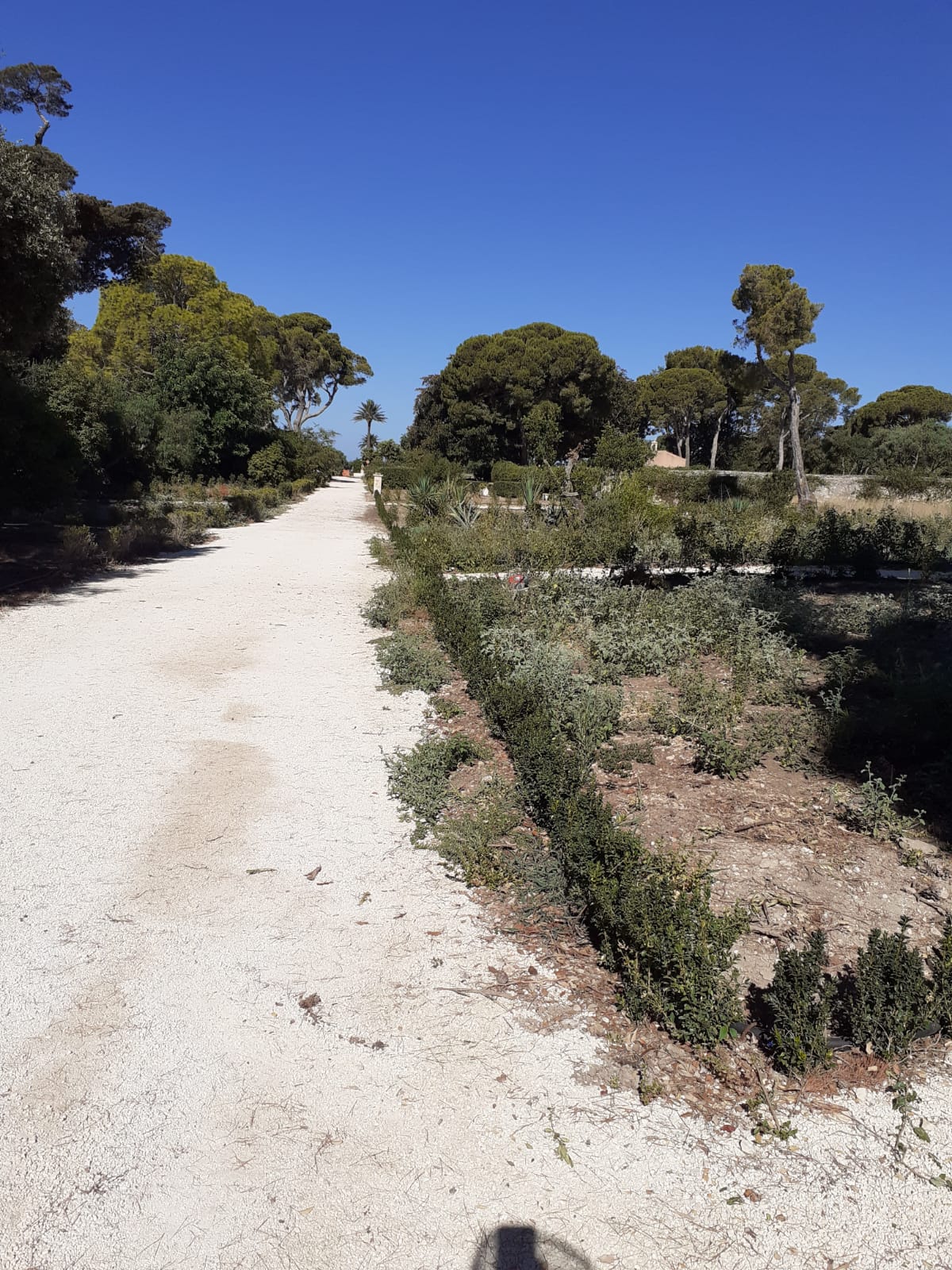 Scerbatura e raccolta aiuole.Parco Donnafugata