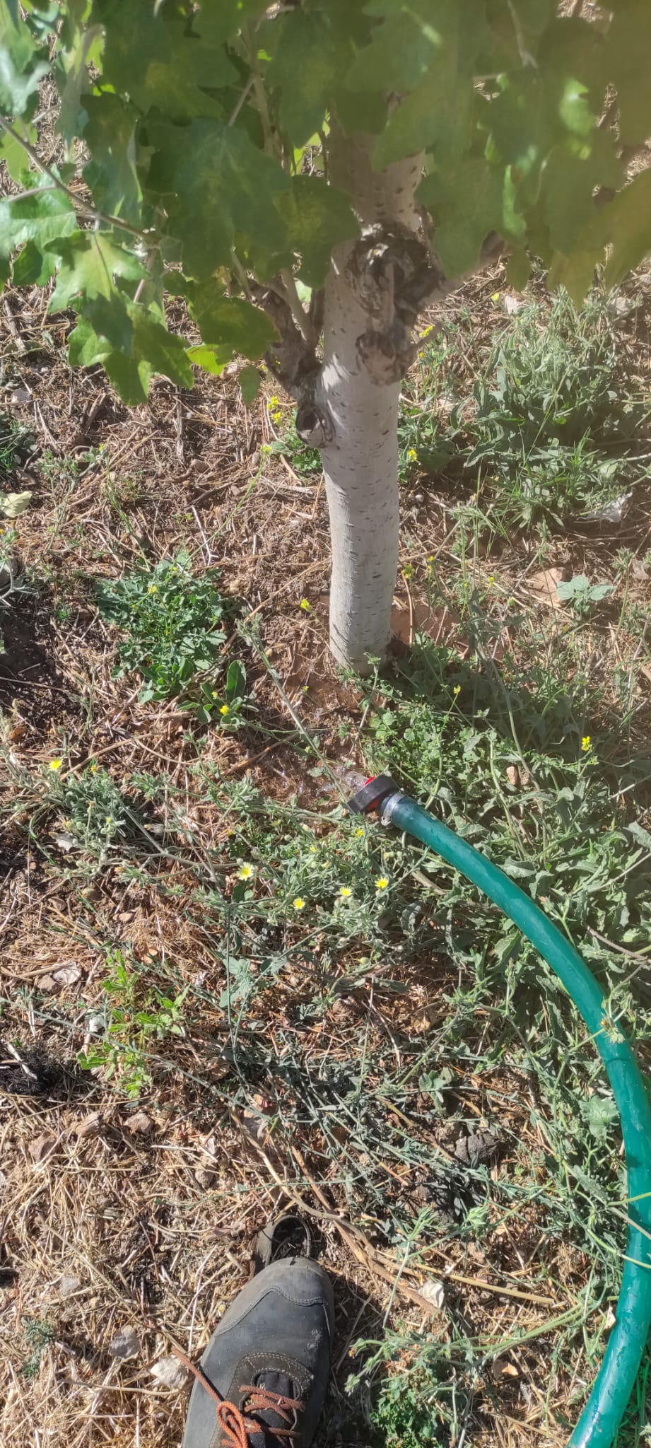 Scerbatura e raccolta aiuole.Parco Donnafugata