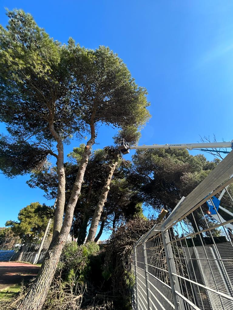 Potatura pini, stadio Selvaggio