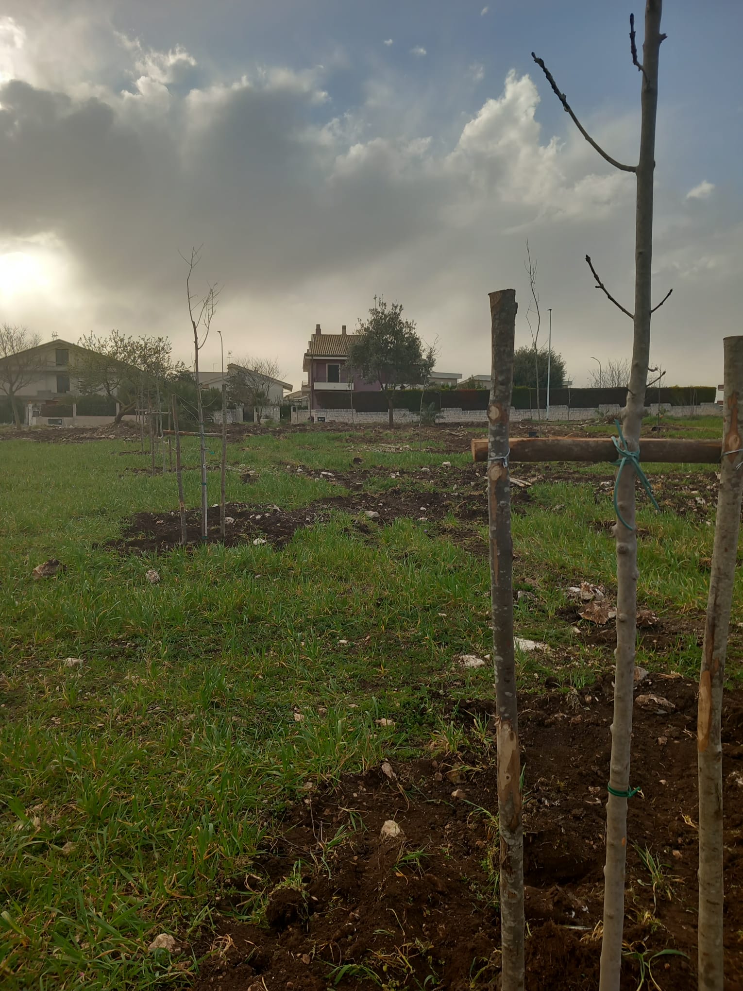 Piantumazione alberi in via Stoppa - Ragusa