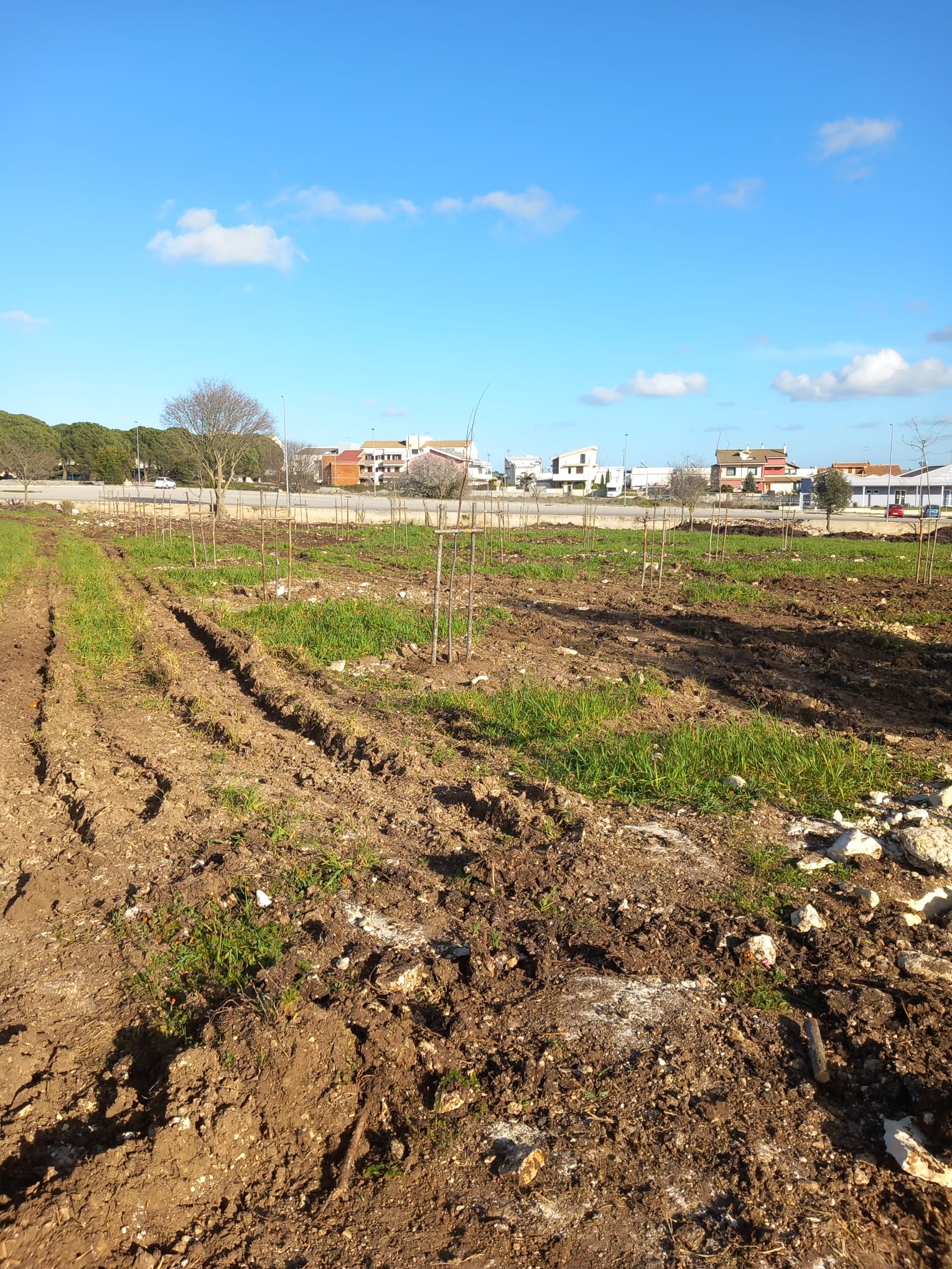 Piantumazione alberi via Stoppa, raccolta immondizia