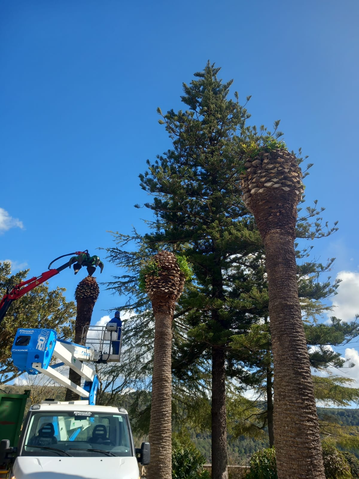 Potatura ficus e rimozione palme, Giardini Iblei