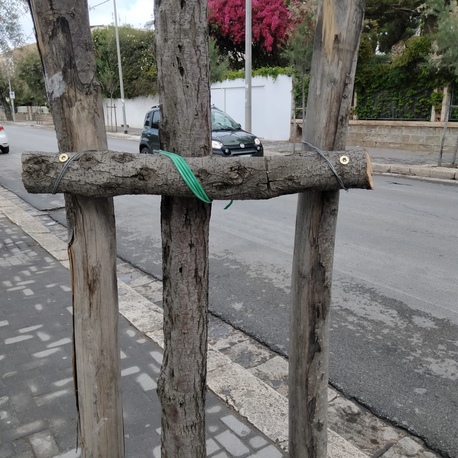 Spollonatura e sistemazione impalcatura alberi via Benedetto Brin