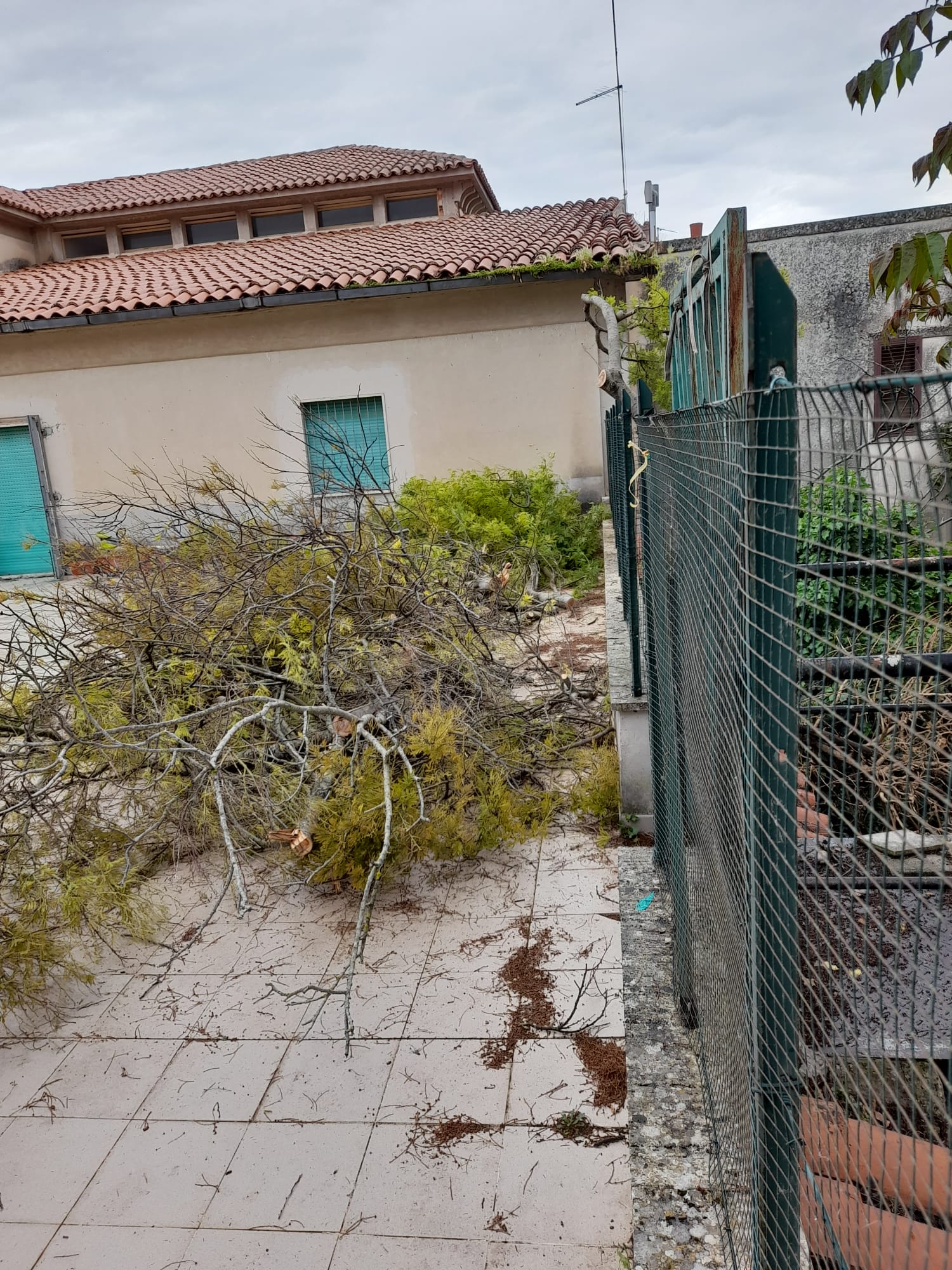 Scerbatura e sistemazione albero pericolante scuola Marini