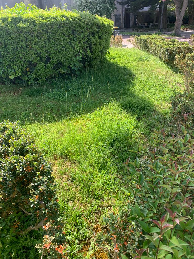 Taglio del prato e pulizia delle aiule e del muretto Giardino Ibleo