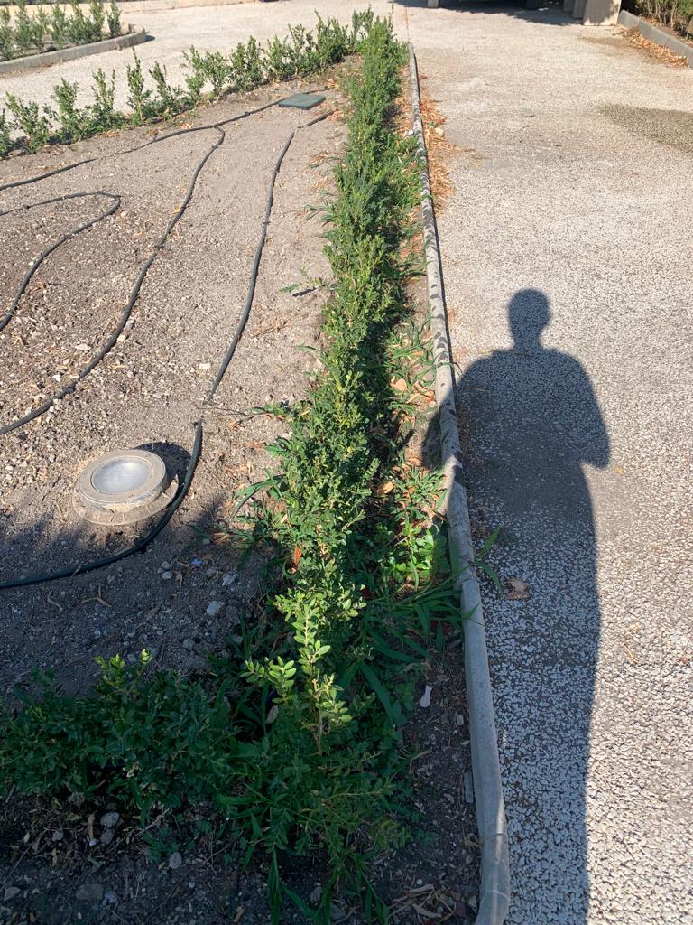 Scerbatura manuale del bosso taglio del prato e raccolta degli aghi al giardino ibleo