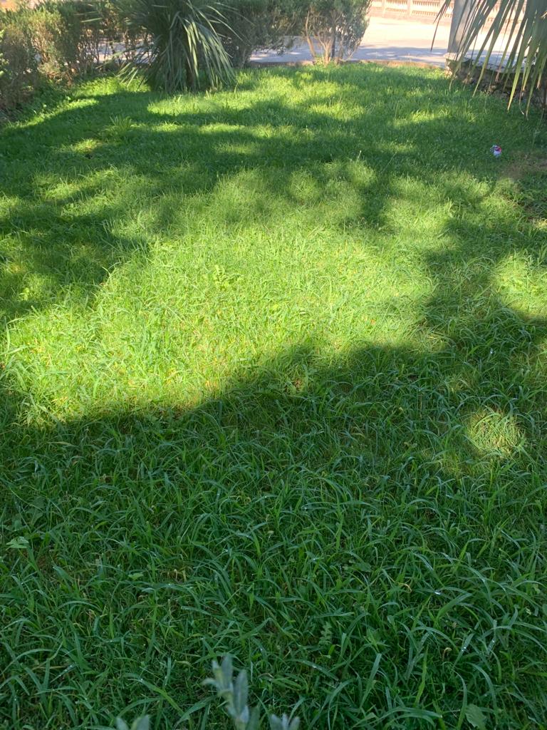 Giardino ibleo - Taglio del prato scerbatura manuale del bosso e raccolta degli aghi