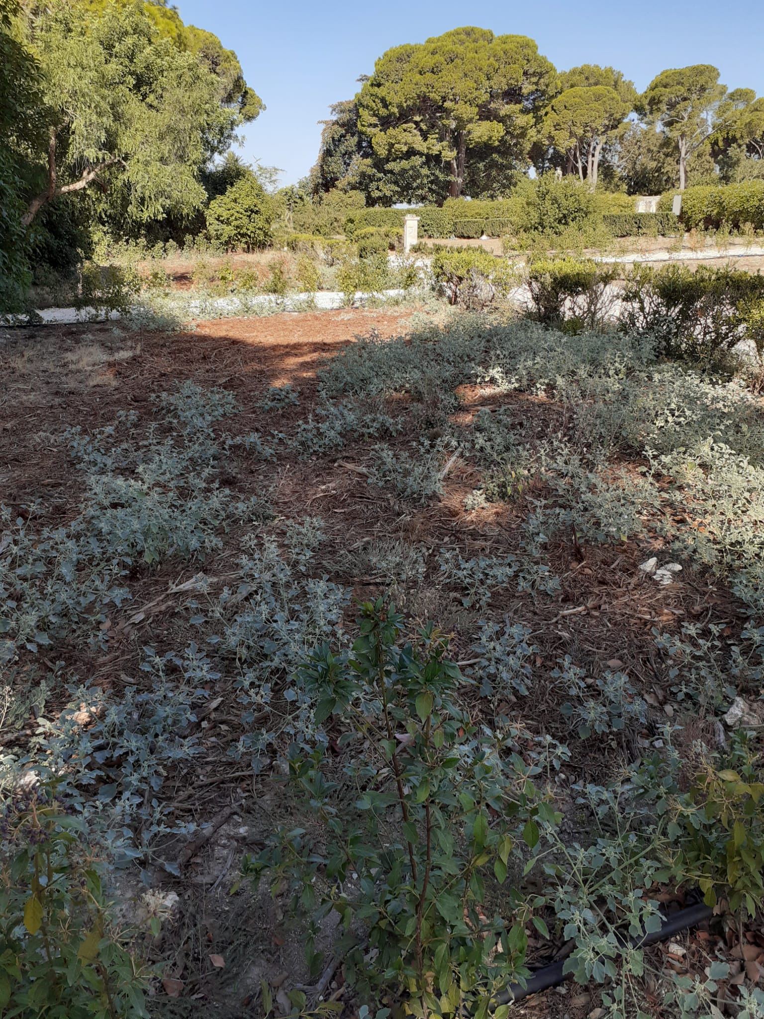 Scerbatura aiuola e siepe - Parco Donnafugata