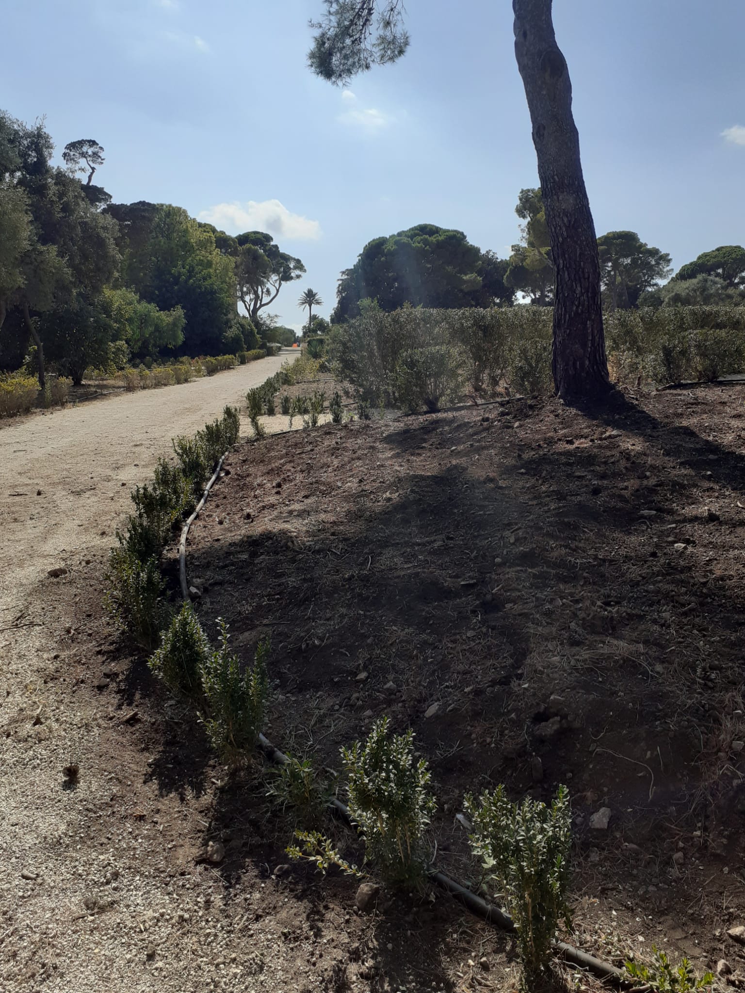 Sistemazione delle nuove aiuole. Parco Donnafugata