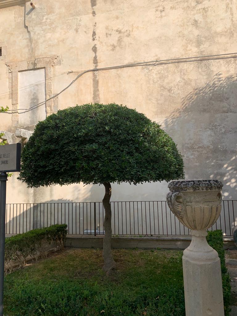 Tosatura alberi di pitosporo e cespugli vari - Taglio dei rami secchi del bosso e pulizia