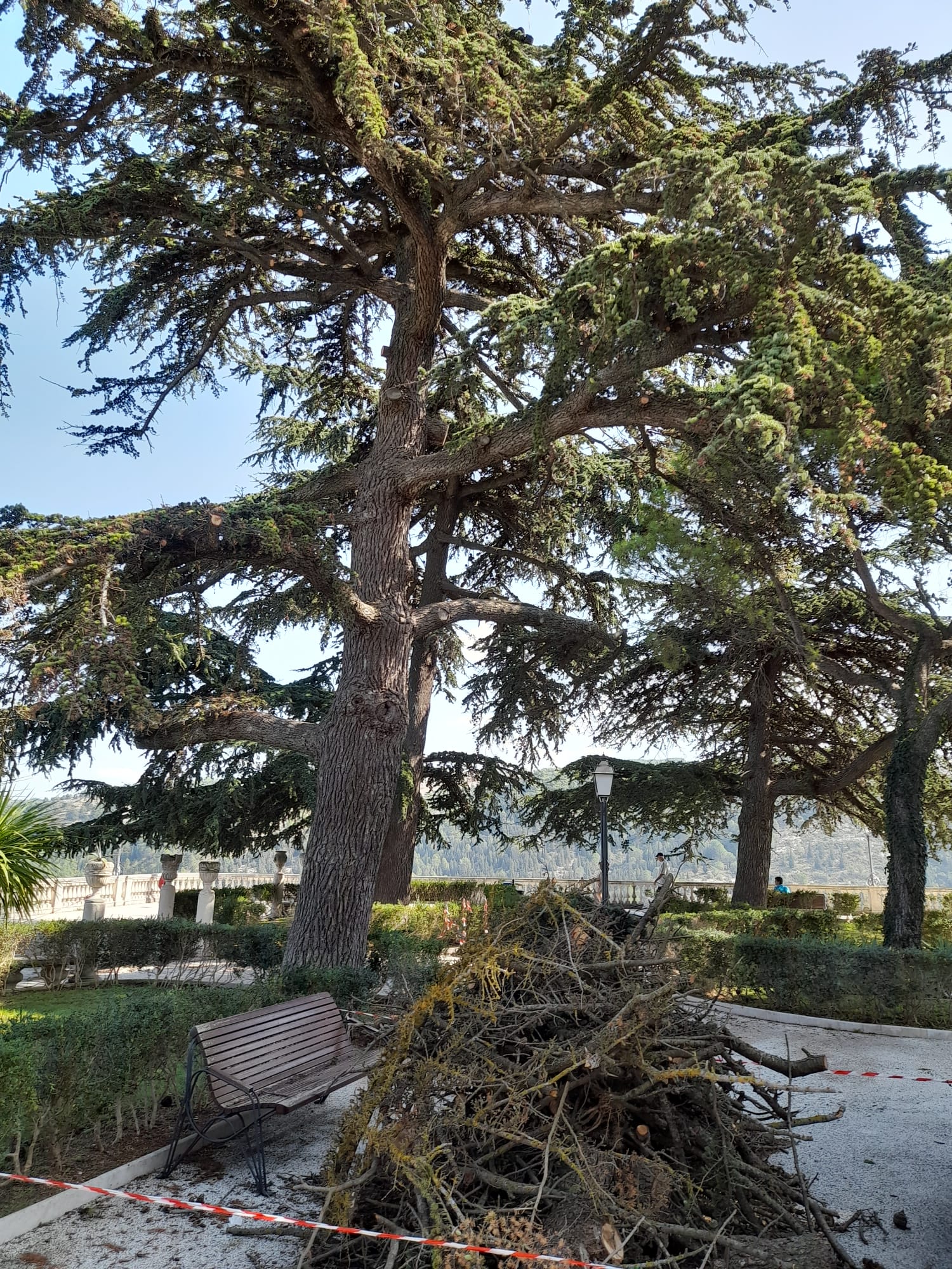 Potatura albero da rami secchi - Giardino ibleo