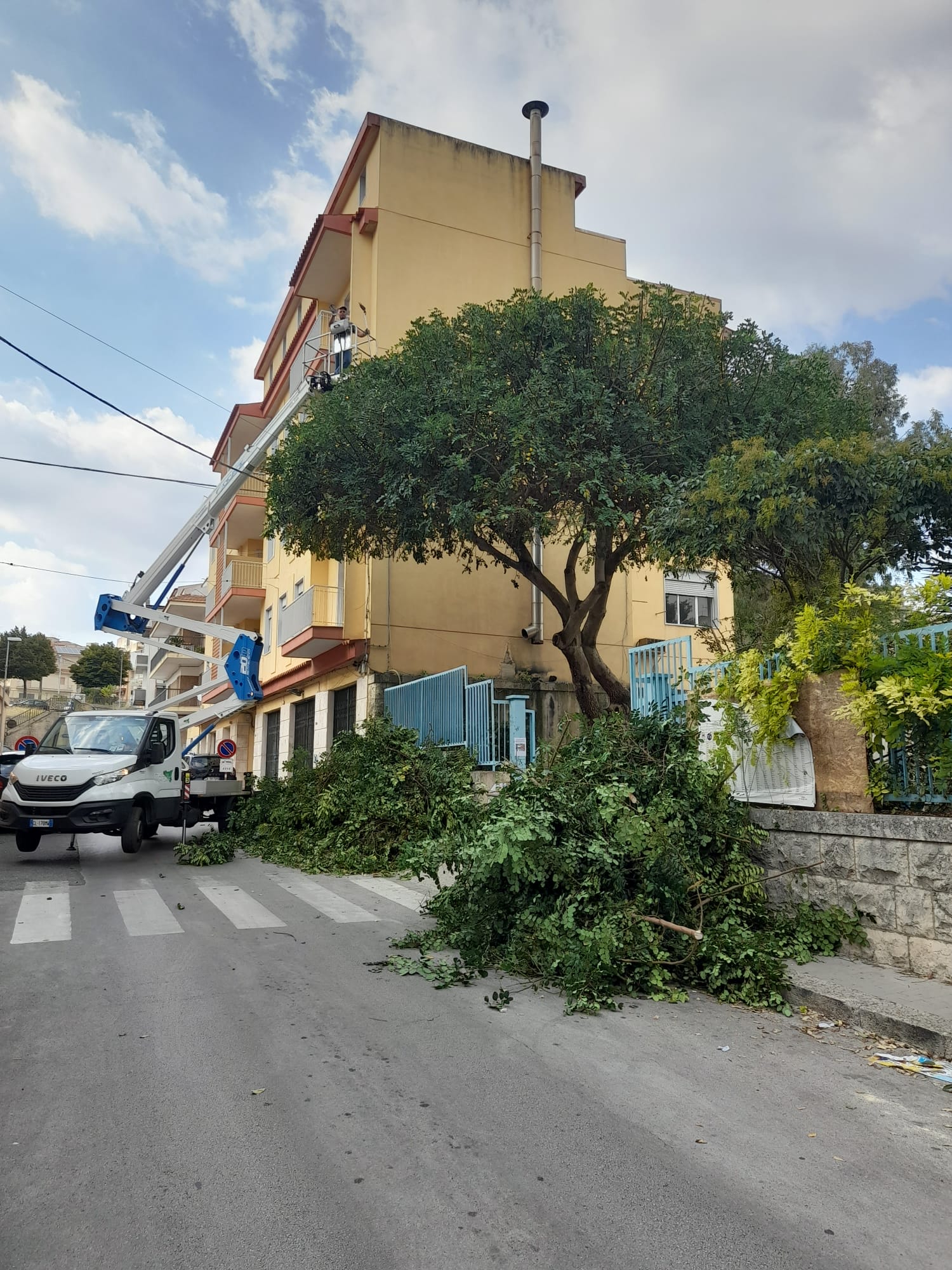 Potatura albero carrubbo scuola stesicoro