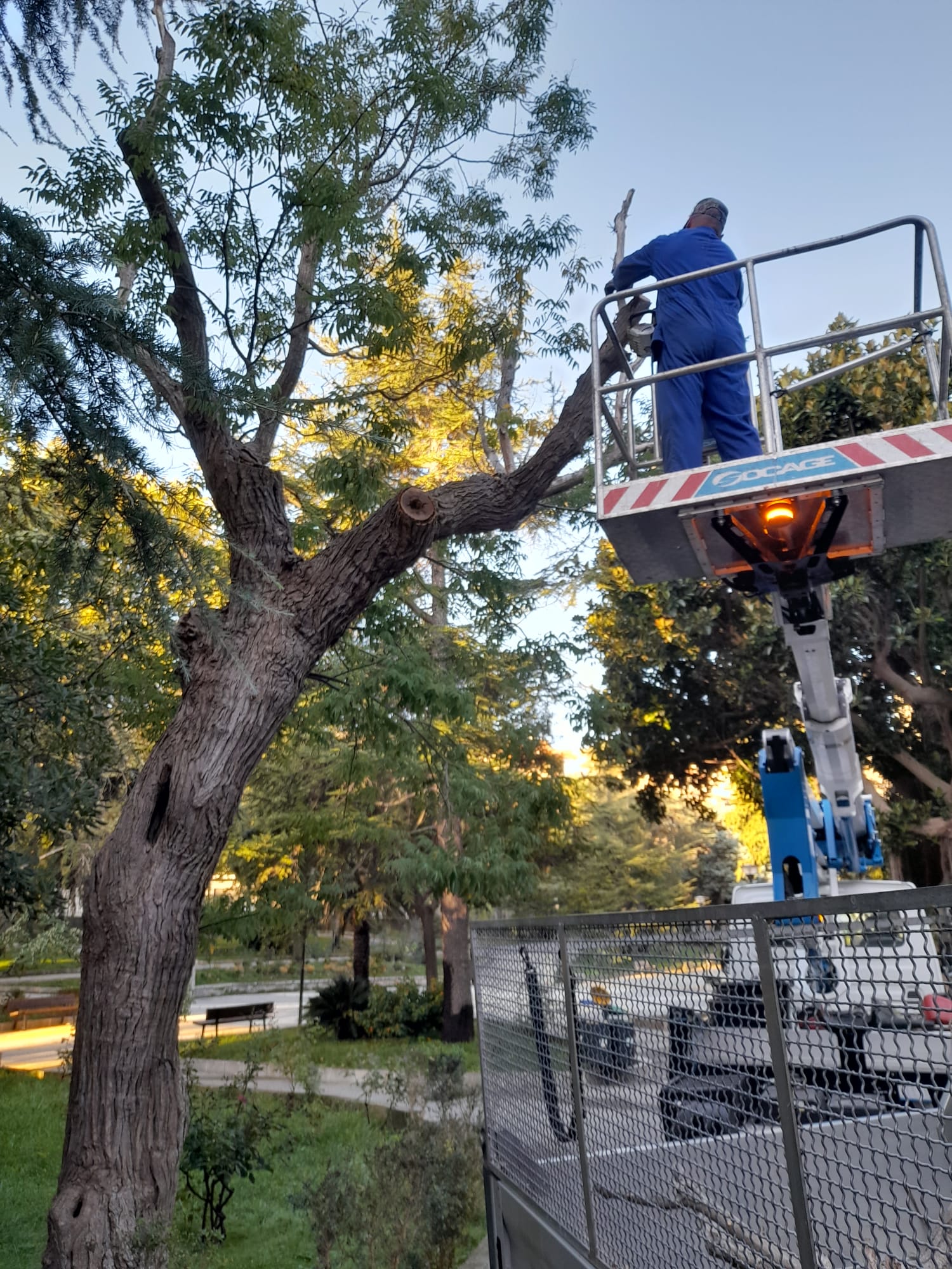  Taglio rami secchi albero villa Margherita