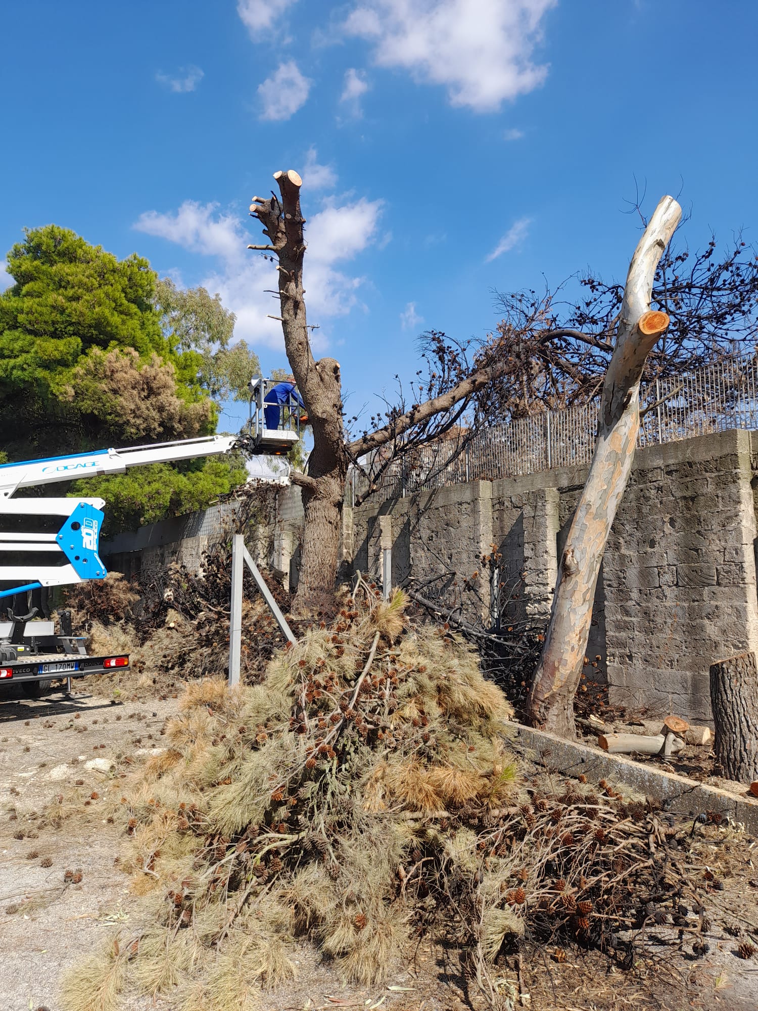 Abbattimento alberi bruciati campo selvaggio