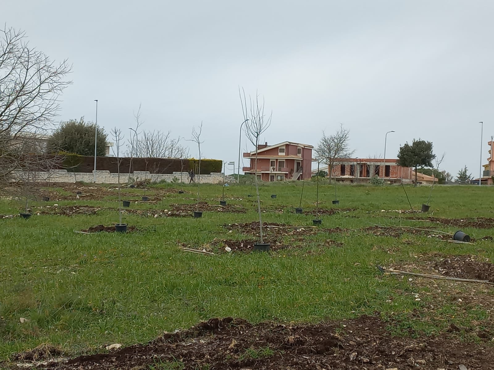 Piantumati sessanta alberi nel Parco Falcone Borsellino
