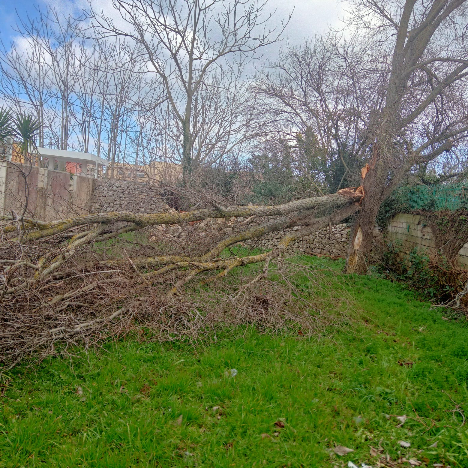 Rimozioni alberi caduti in siti vari