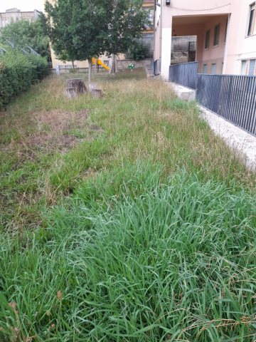 Tosatura prato e taglio siepe scuola Carducci