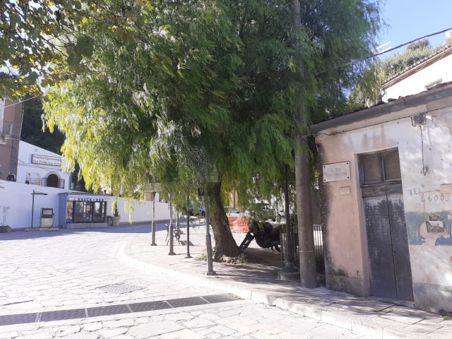 Potature alberi largo San Paolo (Ragusa ibla)